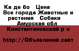 Ка де бо › Цена ­ 25 000 - Все города Животные и растения » Собаки   . Амурская обл.,Константиновский р-н